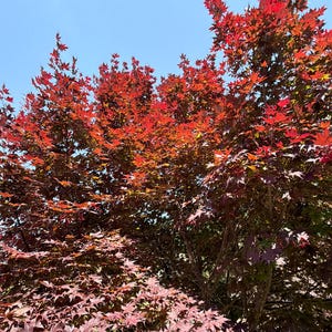 May include: A Japanese maple tree with vivid red leaves set against a clear blue sky. The foliage transitions from deep red to lighter pink shades, creating a visually appealing contrast. The image captures the tree's natural beauty.