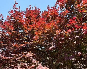 12 RARE DWARF (MINI) Japanese Maple Cuttings, Mature Healthy Tree Clones