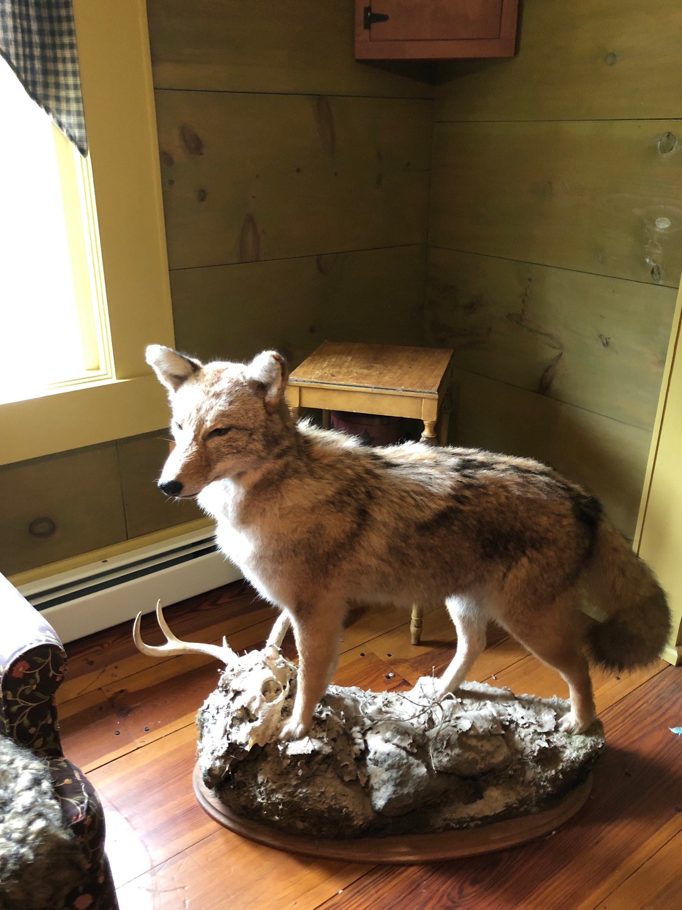 Large Coyote Taxidermy Taxidermy and Oddities Full Size Etsy