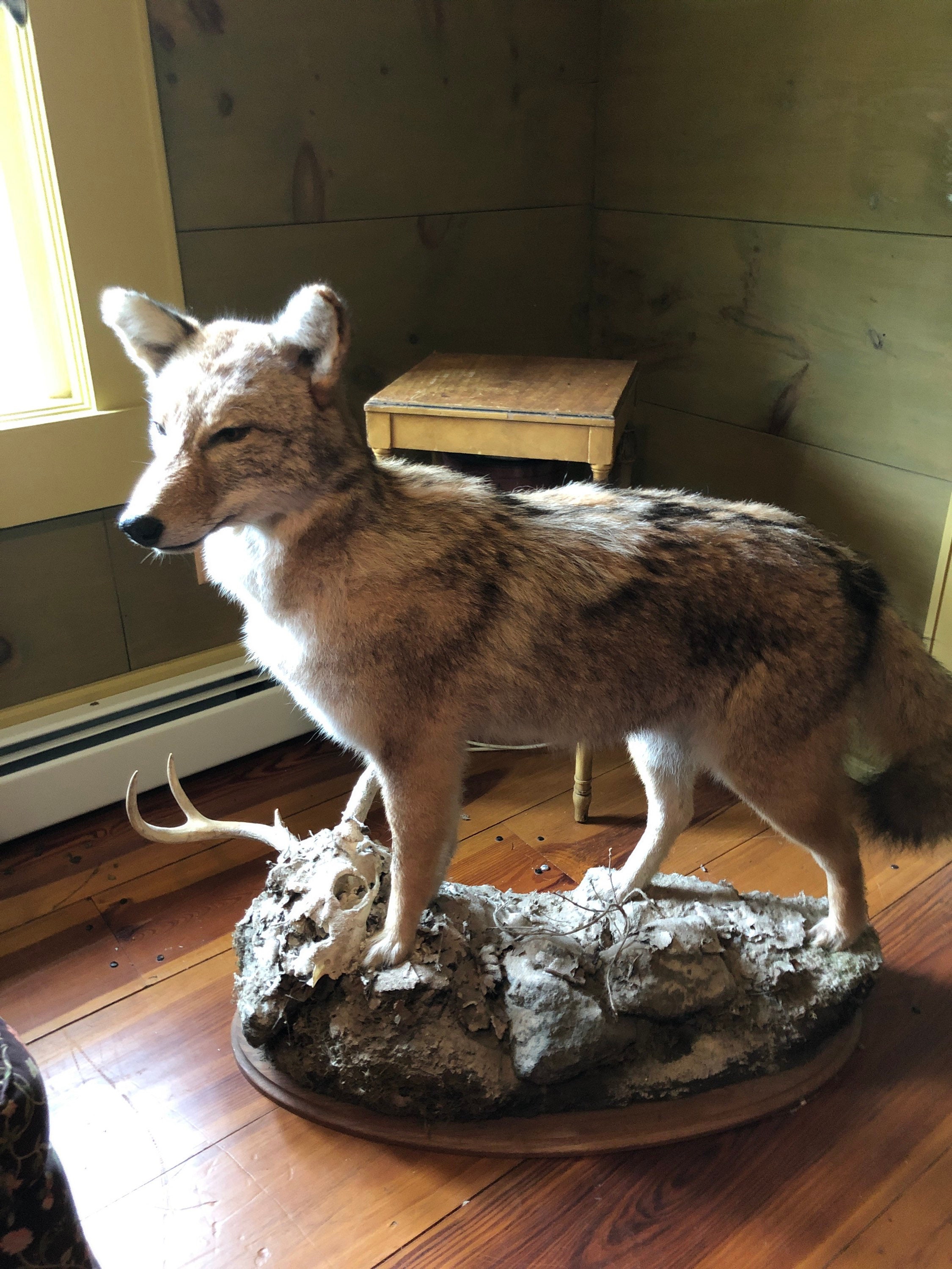 Coyote taxidermie. main image 1