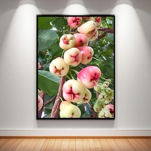 May include: A cluster of bell-shaped wax apples hanging from a tree branch, featuring smooth skin that transitions from pale green to vibrant pink and red, surrounded by dark green, oval-shaped leaves on a brown, textured wooden stem.