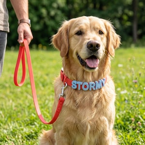 Pode incluir: Um golden retriever usa uma coleira vermelha com letras maiúsculas azul-claras que formam o nome STORMY. A coleira está presa a uma guia vermelha correspondente com um clipe de metal prateado. O cão tem pelo dourado e olha para a frente.