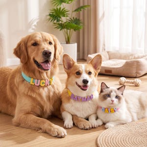 May include: A golden retriever, a corgi, and a ragdoll cat wearing colorful pet collars. The light blue collar features the name LUCKY in pastel letters, the yellow collar displays BATMAN in purple letters, and the pink collar shows DAISY in letters.