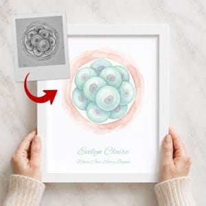 Puede incluir: Un marco blanco con una ilustración en acuarela de un embrión multicelular rodeado por un anillo color melocotón. Debajo de la ilustración, el texto dice Evelyn Claire y Where Our Story Began. Se adjunta una pequeña foto en blanco y negro.