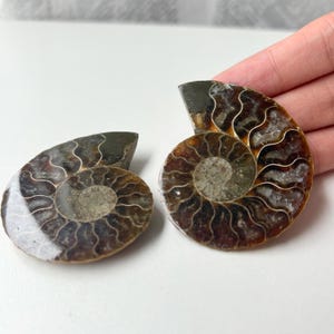 Könnte beinhalten: Zwei polierte Ammonitenfossilien, die komplizierte Spiralmuster aufweisen. Die Fossilien zeigen eine Reihe von Farben, darunter Braun, Grau und Weiß, mit sichtbaren Kammern und detaillierten Schalenstrukturen. Die Exemplare sind vor einem neutralen Hintergrund platziert.
