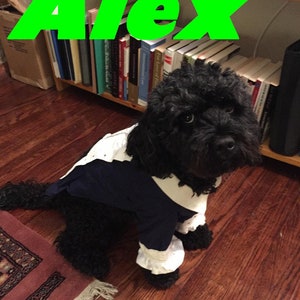 Dog costume, Dog Alexander Hamilton costume, Dog halloween costume, Alexander Hamilton costume, image 4