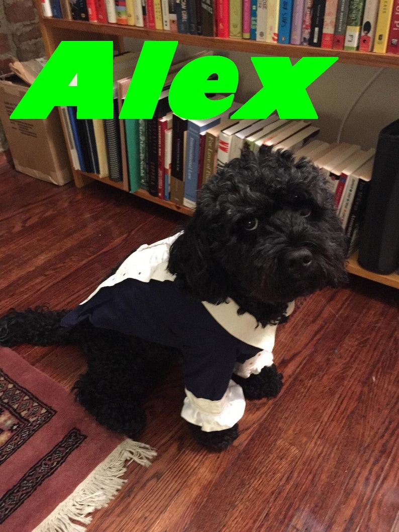 Puede incluir: Un perro negro con un atuendo azul marino y blanco con pu&ntilde;os con volantes. El perro est&aacute; sentado en un piso de madera frente a una estanter&iacute;a. La palabra "Alex" est&aacute; escrita en letras verdes grandes encima del perro.