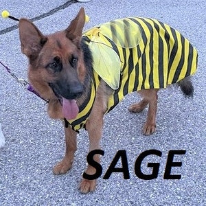 DOG COSTUME. bumble bee Dog Costume, Halloween For Pets, XXXLG