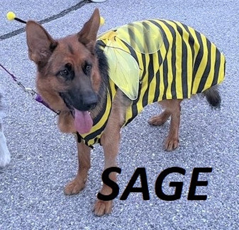 DOG COSTUME. bumble bee Dog Costume, Halloween For Pets, XXXLG