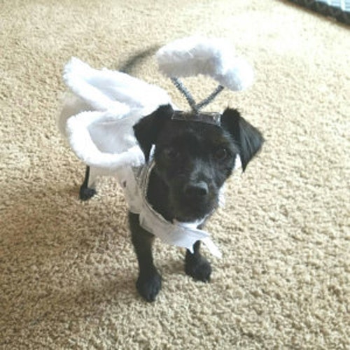 Dog Costume angel Dog Costume Halloween for Etsy