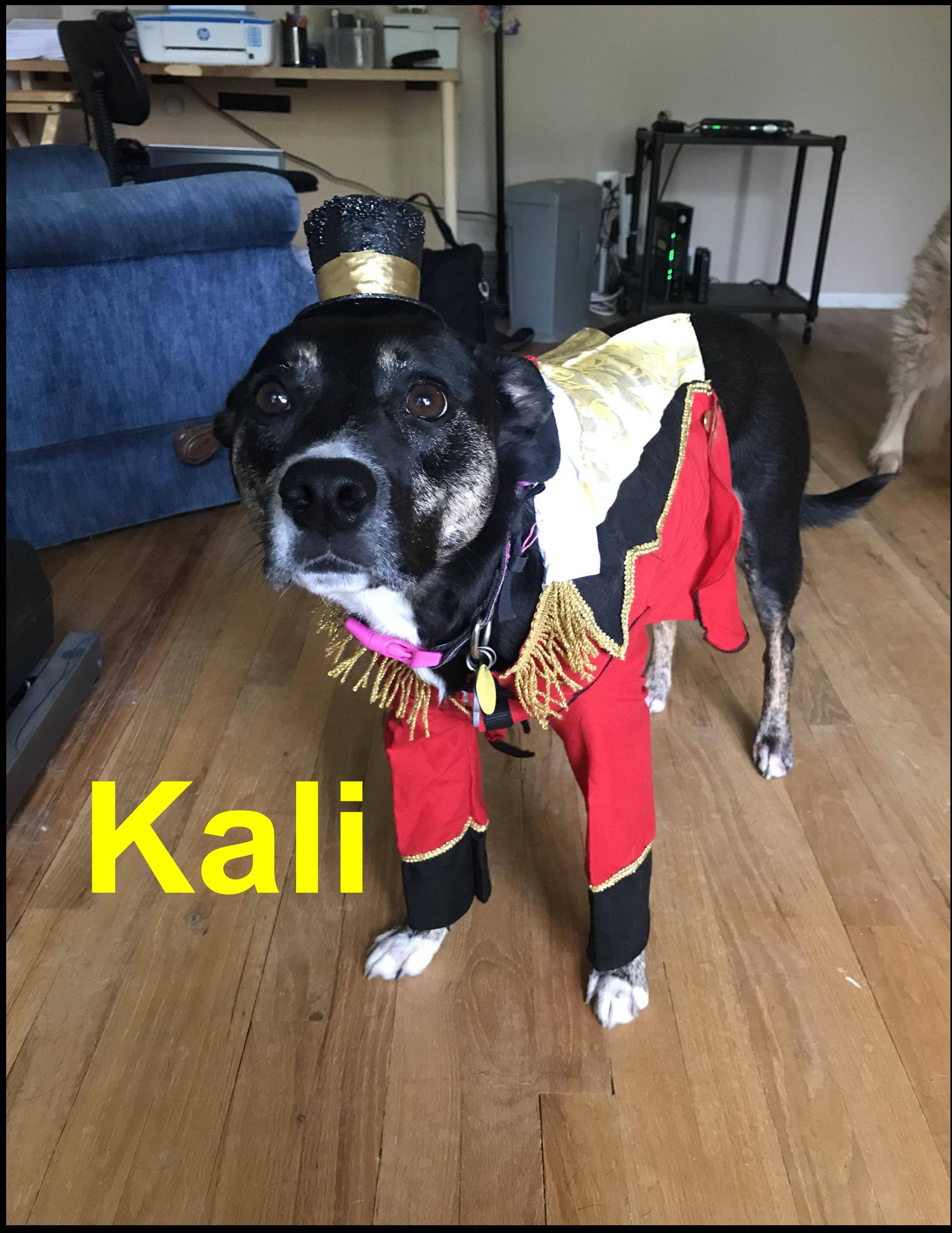dog circus costume