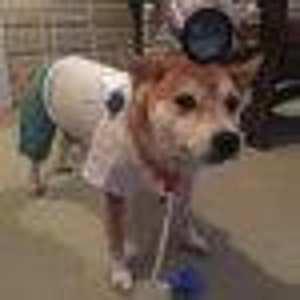 May include: A dog wearing a white t-shirt with a black polka dot and teal pants. The dog has brown and white fur and is wearing a black Mickey Mouse ear headband. The dog is on a leash.