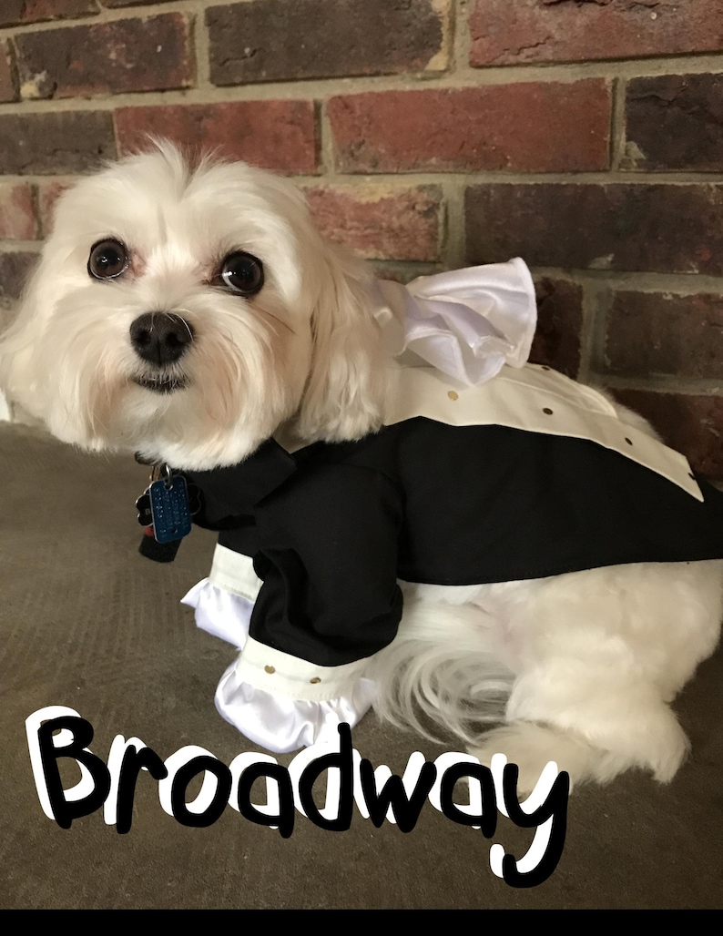 Puede incluir: Un perro blanco vestido con un esmoquin blanco y negro con cuello y pu&ntilde;os con volantes. La palabra "Broadway" est&aacute; escrita en escritura blanca en la parte inferior de la imagen. El perro tiene una etiqueta azul en su collar.