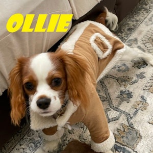 Puede incluir: Un perro peque&ntilde;o, marr&oacute;n y blanco que lleva una chaqueta de gamuza marr&oacute;n con cuello y forro de piel blanca. El perro est&aacute; mirando a la c&aacute;mara. El nombre del perro, "Ollie", est&aacute; escrito en letras amarillas sobre el perro.