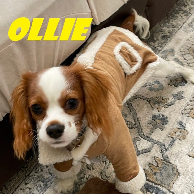 Puede incluir: Un perro peque&ntilde;o, marr&oacute;n y blanco que lleva una chaqueta de gamuza marr&oacute;n con cuello y forro de piel blanca. El perro est&aacute; mirando a la c&aacute;mara. El nombre del perro, "Ollie", est&aacute; escrito en letras amarillas sobre el perro.
