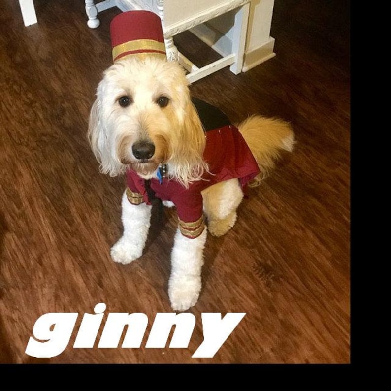 May include: A fluffy, light-colored dog wearing a burgundy and gold bellhop costume, including a matching hat. The dog is sitting on a wooden floor. The name "ginny" is written in white, stylized text at the bottom of the image.
