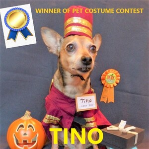 May include: A small dog dressed in a burgundy and gold bellhop costume, complete with a matching hat. The dog wears a name tag that reads "Tino, Lobby Boy." A carved pumpkin and a gift box are in the image. Text reads "Winner of Pet Costume Contest."