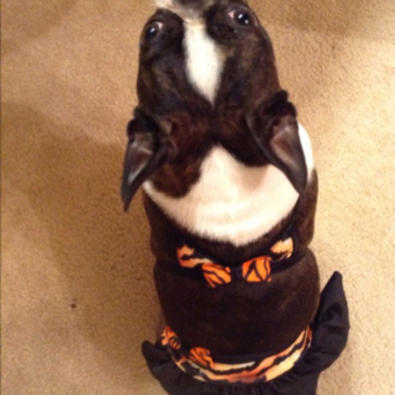 May include: A black and white Boston Terrier dog wearing a black and orange Halloween costume with a bow tie.