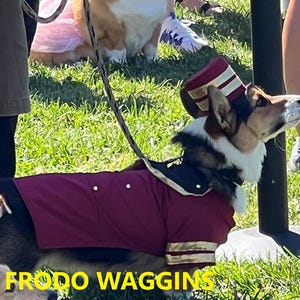 May include: A tri-color Corgi dog dressed in a burgundy and black costume with a matching hat. The costume has gold trim and white buttons. The text "FRODO WAGGINS" is at the bottom of the image.