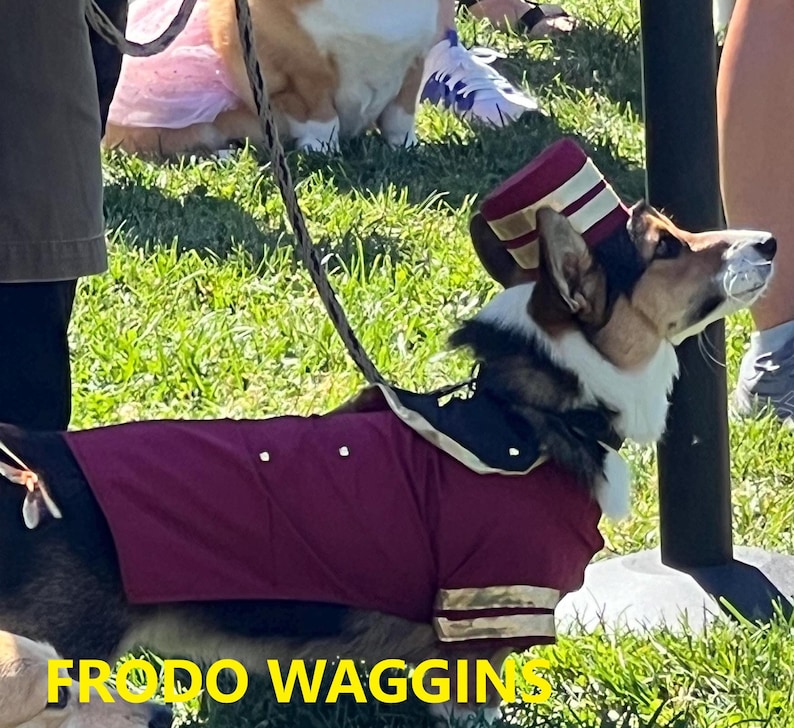 May include: A tri-color Corgi dog dressed in a burgundy and black costume with a matching hat. The costume has gold trim and white buttons. The text "FRODO WAGGINS" is at the bottom of the image.