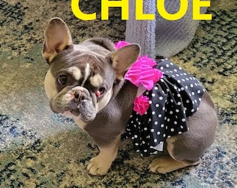 DOG BIKINI, Dog Polka Dotty Ruffles Bikini, Dog swimm wear, Summer beach clothes