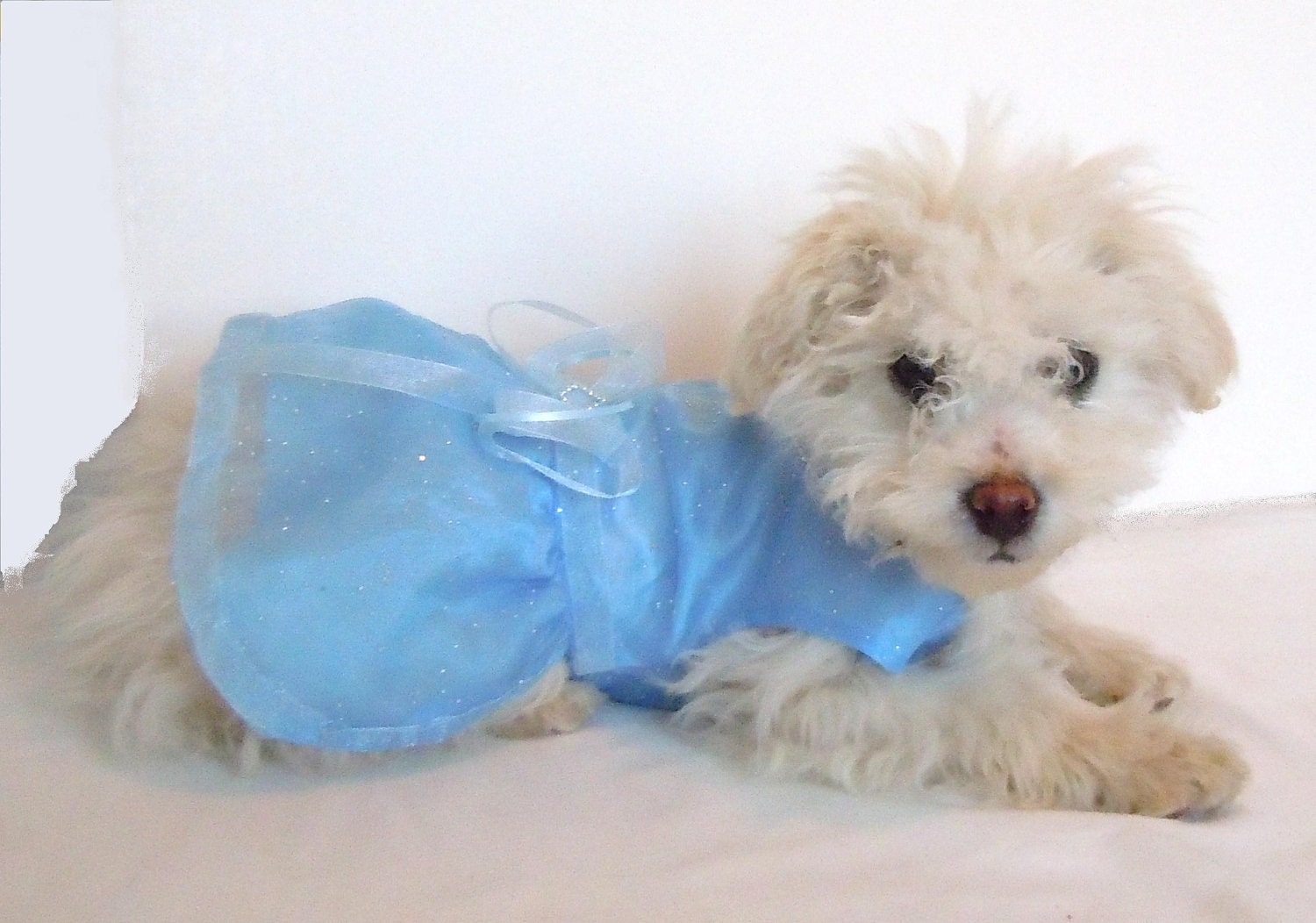 Dog Dress, Special Occasion Dog Dress, Fancy Dog Dress Dog Dress, Special Occasion Dog Dress, Fancy Dog Dress