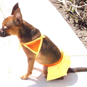 May include: A small brown and black dog wearing a yellow and orange bikini. The dog is sitting on a white surface.