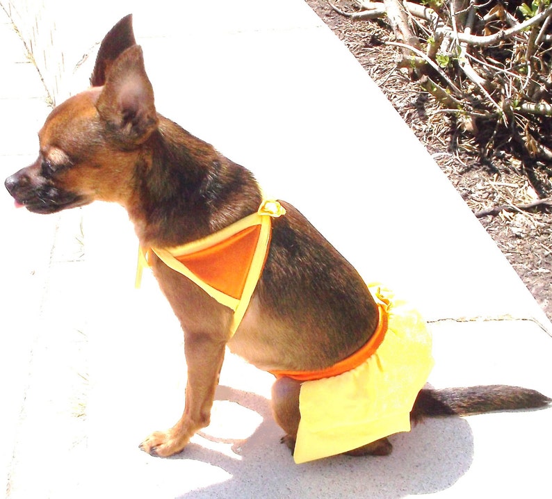 May include: A small brown and black dog wearing a yellow and orange bikini. The dog is sitting on a white surface.