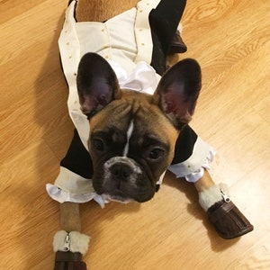 Dog costume, Dog Alexander Hamilton costume, Dog halloween costume, Alexander Hamilton costume,