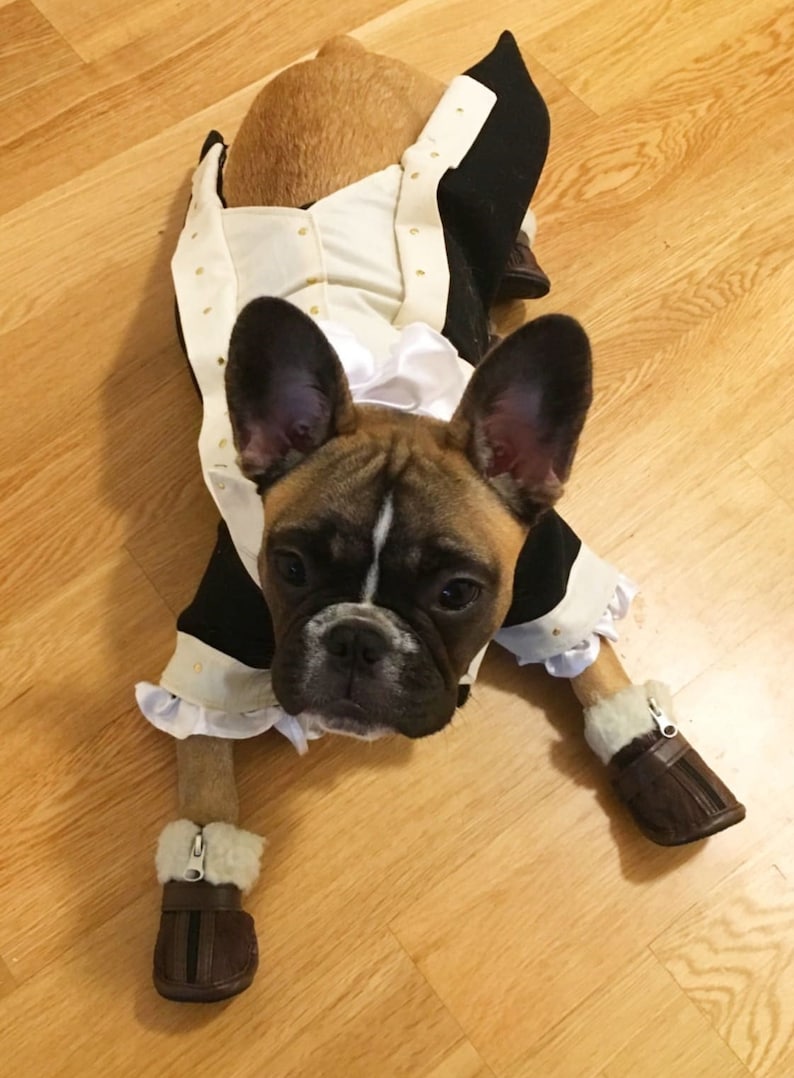 Puede incluir: Un bulldog franc&eacute;s con un atuendo negro y crema con botas marrones a juego. El perro tiene una raya blanca en la cara y mira directamente a la c&aacute;mara. El atuendo tiene detalles dorados y un cuello con volantes.