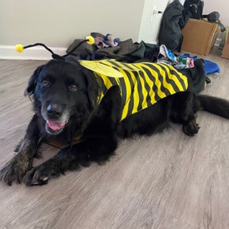 DOG COSTUME. bumble bee Dog Costume, Halloween For Pets, image 6