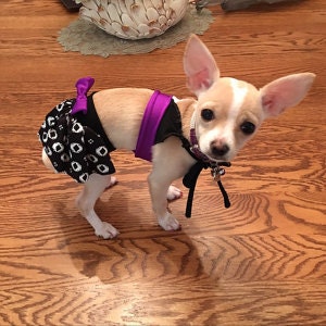 May include: A small, tan and white chihuahua wearing a black and white polka dot skirt and a purple and black bikini top.