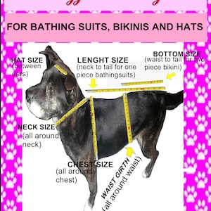 May include: A black dog with yellow measuring tape around its body. The image shows how to measure a dog for a bathing suit, bikini, or hat. The measurements include hat size, neck size, chest size, waist girth, and length size.