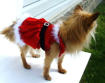 May include: A small, brown dog wearing a red velvet Santa Claus costume with white fur trim and a black belt. The dog is standing on a white surface.