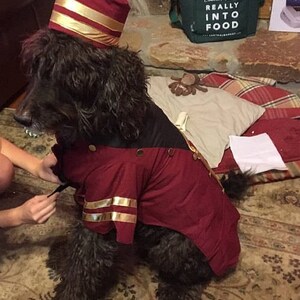 May include: A black dog dressed in a red and gold bellhop costume, complete with a matching hat. The dog is sitting on a patterned rug, with pillows and a green bag in the background.