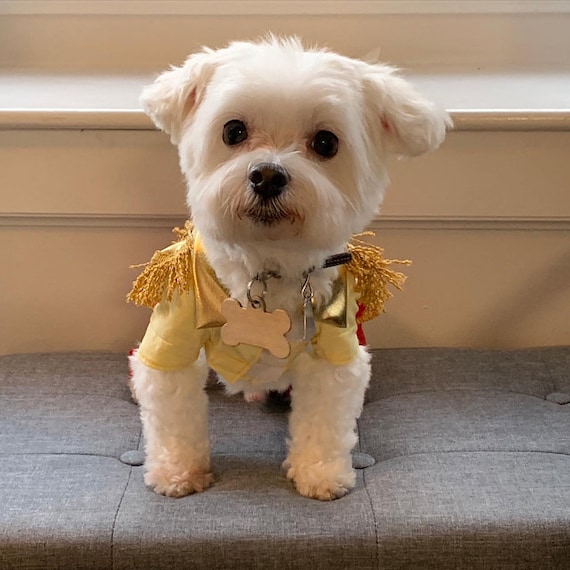Dog fashion clothes discount
