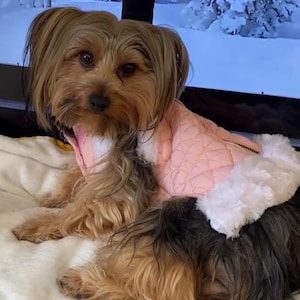 dog coat, pet coat, dog clothes, pet clothes, dog winter outfit, pet warm, dog wear
