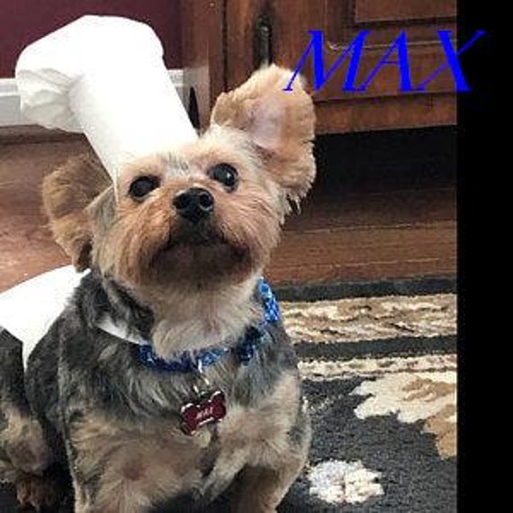 Dog chef costume hotsell