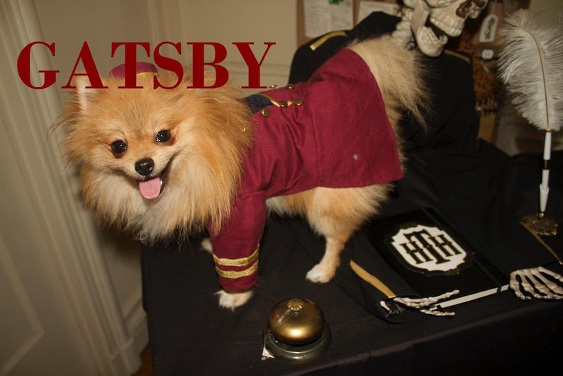 May include: A Pomeranian dog dressed in a burgundy and gold uniform with the word "GATSBY" in red letters above. The dog is standing next to a black book with white lettering and a skeleton prop.