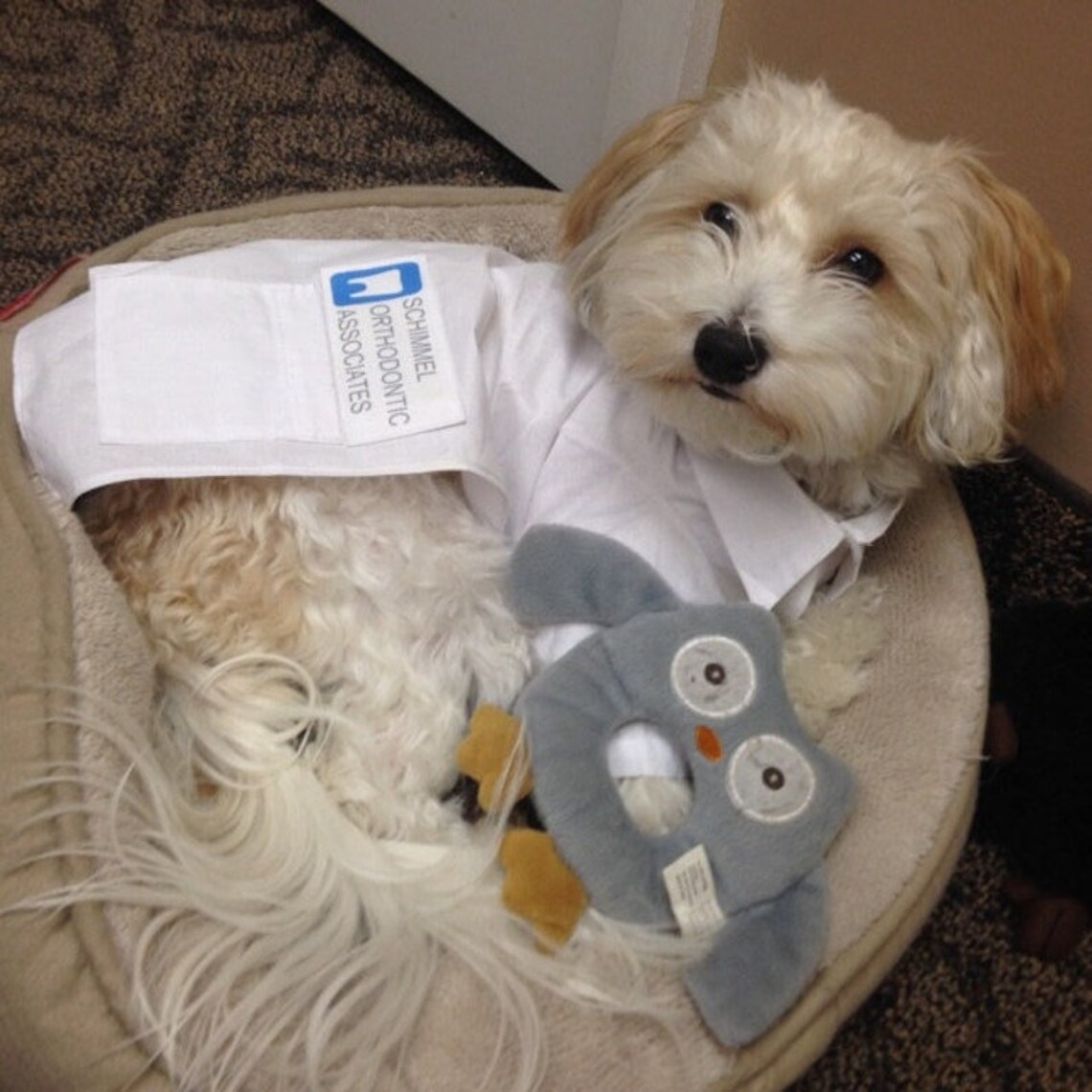 Dog White Coat Pet White Coat Dog Costume Pet Costume Dog Etsy