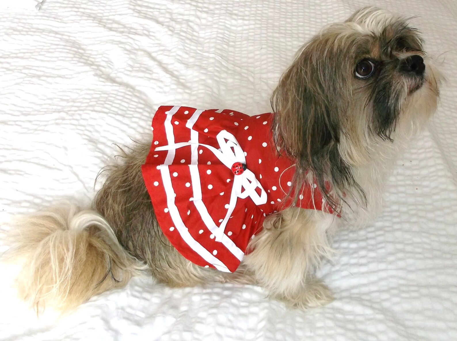 Dog Dress Dog Clothes Pet Dress Pet Clothes Dog Red Dress Etsy