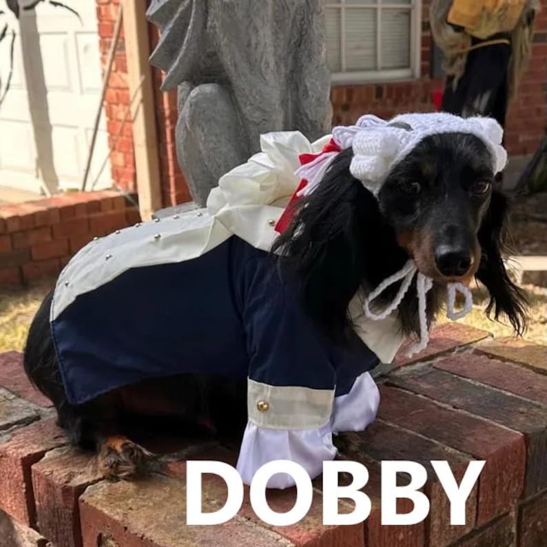Puede incluir: Un perro salchicha de pelo largo con un disfraz de doncella con un gorro blanco y un vestido azul marino. El disfraz tiene volantes blancos y detalles rojos. La palabra "DOBBY" est&aacute; escrita en letras blancas en la parte inferior.