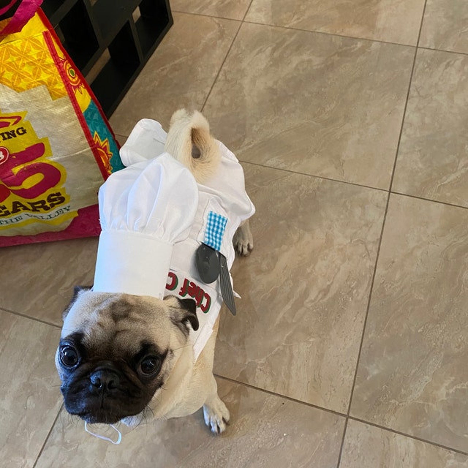 DOG COSTUME chef Apron Dog Costume Halloween Etsy