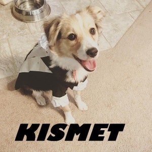 Puede incluir: Un perro feliz con un disfraz blanco y negro con pu&ntilde;os y cuello blancos con volantes. El perro es de color marr&oacute;n claro y blanco con la lengua fuera. La palabra "KISMET" est&aacute; impresa en letras negras grandes en la parte inferior de la imagen.