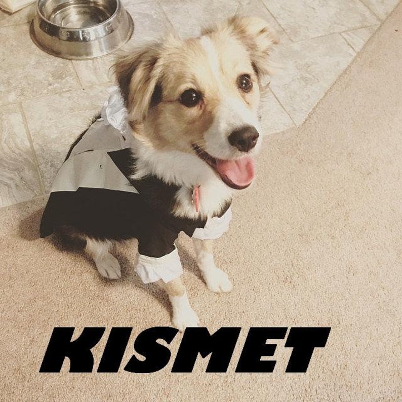 Puede incluir: Un perro feliz con un disfraz blanco y negro con pu&ntilde;os y cuello blancos con volantes. El perro es de color marr&oacute;n claro y blanco con la lengua fuera. La palabra "KISMET" est&aacute; impresa en letras negras grandes en la parte inferior de la imagen.