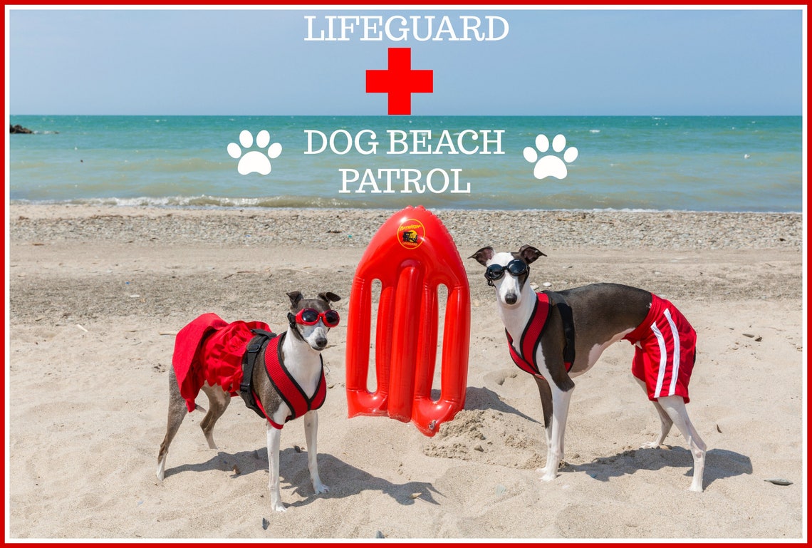 DOG SHORTS Dog Red SHORTS Dog Wear Summer Beach Clothes Etsy