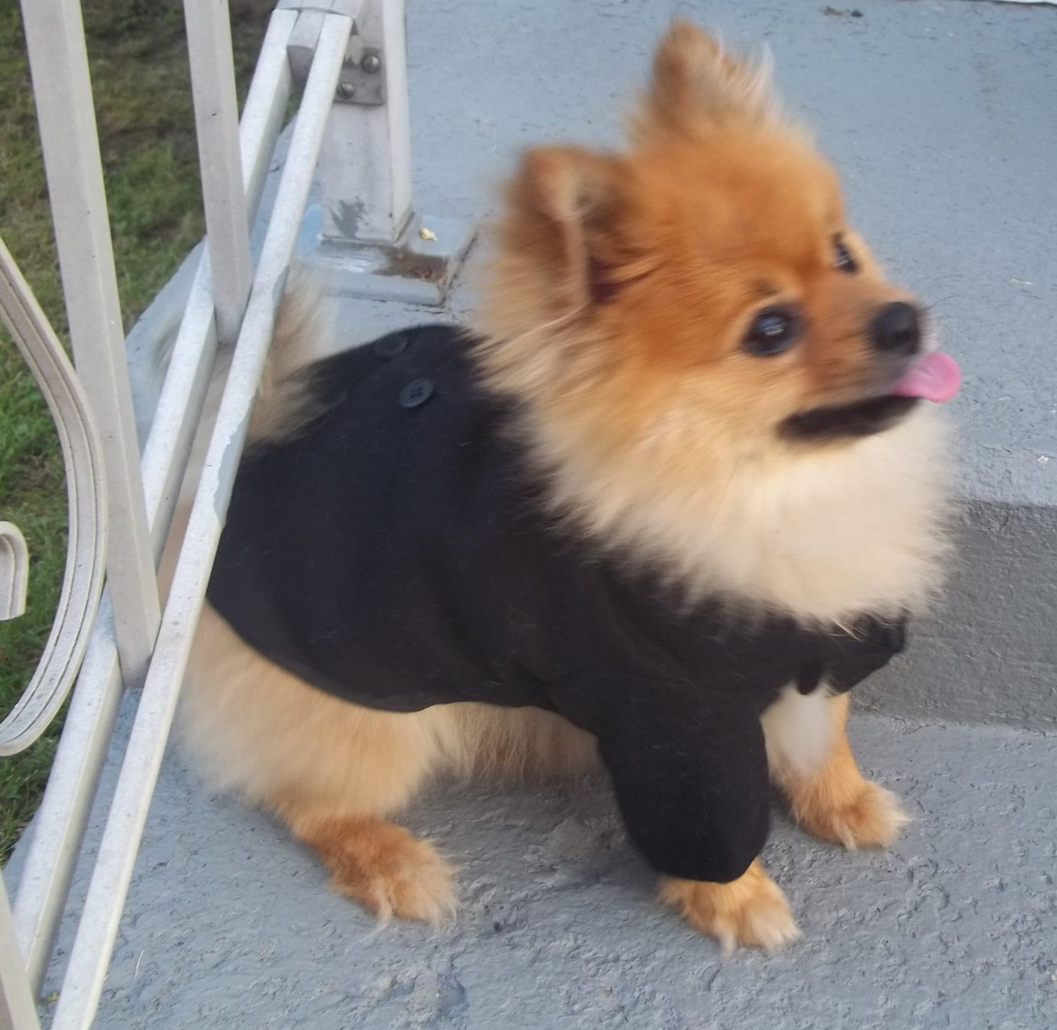 Dog Coat Dog Pea Coat Pet Coat Dog Clothes Double Breasted Etsy
