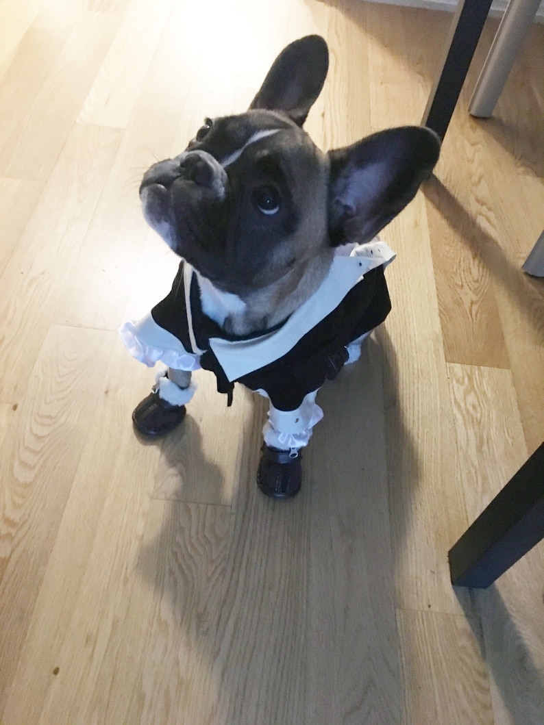 Puede incluir: Un bulldog franc&eacute;s con un atuendo blanco y negro con botines a juego. El perro mira hacia arriba, con las orejas erguidas. El atuendo tiene volantes blancos alrededor del cuello y los pu&ntilde;os. El perro est&aacute; sobre un suelo de madera clara.