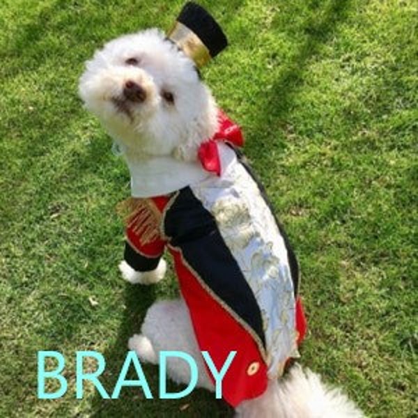 Dog costume, Pet costumes, Dog halloween, Ring master costume, Circus costume, Dog clothes, Pet clothes