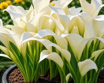 Vita Hostafrön – Hosta plantaginea, Doftande Skuggväxt